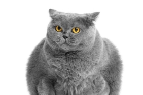 Study Finds Lower Overweight Rates in Cats Fed Vegan Diets